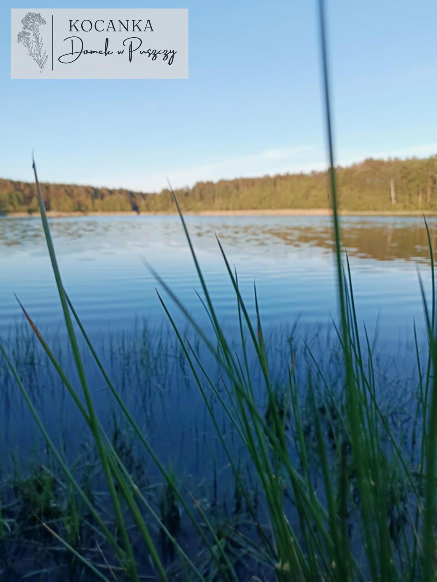 Domek W Puszczy ,,Kocanka" Mezyk Eksteriør billede